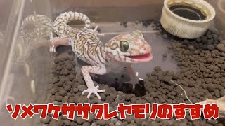 ソメワケササクレヤモリのすすめ