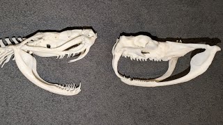 Bushmaster vs Gaboon Viper | Giant Viper Skull Comparison | The Skull Seeker