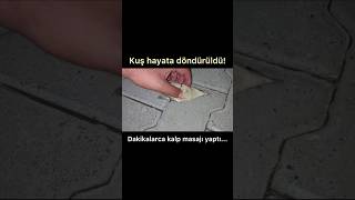 Dakikalarca kalp masajı yapılan kuş hayata döndürüldü