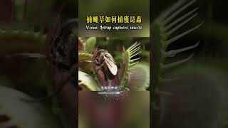 The Venus flytrap is a carnivorous plant. How does it catch insects? #shorts #creative