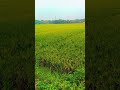 ഞങ്ങളുടെ പാടം 🌾🌾🌾🌾 shortsvideo