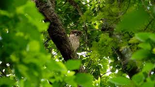 Brown Fish-Owl 褐鱼鸮 in Malaysia Rainforest