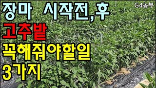 장마오기전과후에 고추밭 꼭해줘야할일 3가지 #장마철 #고추밭