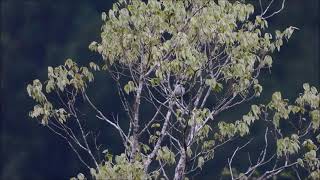 サンショウクイの鳴き声　Ⅱ