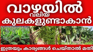 വാഴയിൽ വലിയ കുലകളു ണ്ടാകാൻ ഇത്രയും കാര്യങ്ങൾ ചെയ്താൽ മതി