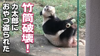 2022/12/3 竹筒破壊！おやつ盗られちゃったシャンシャン　Giant Panda Xiang Xiang