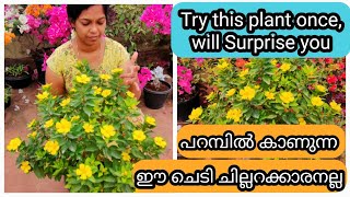 Cuban ButterCup Complete Care | Permanent Flowering Plant പറമ്പിൽ കാണുന്ന ഈ ചെടിയെ കുറിച്ച് അറിയാമോ