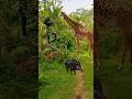 OMG! 😱 Big Giraffe 🦒🦒😲 viral 😲 #shortvideos #reels #animals #viralvideos #donotmisstheend #bigtiger