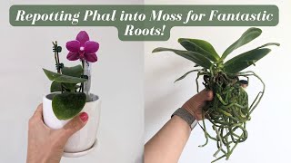 Relax \u0026 Repot | Repotting my Novelty Phalaenopsis Orchid into Sphagnum Moss