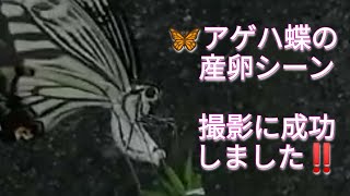 アゲハ蝶🦋の産卵