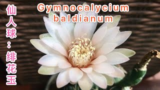 【仙人球】绯花玉开花 Cactus：Gymnocalycium baldianum in bloom /多肉植物/开花植物