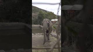 踊るアフリカゾウ