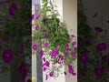 how to petunia cultivation petunia flower