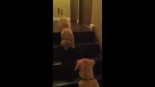 The basic difference between dogs and cats