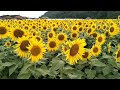 道の駅原鶴 ~ひまわり畑~2023年9月20日 sunflowers in fukuoka japan