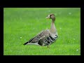 try to hear this greater white fronted goose