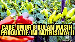 CABE 8 BULAN MASIH SANGAT GEMBEL.SEPRAY NUTRISI INI..!! #farming #tutorial #nutrisi