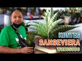 Kontes Sansevieria Wonosobo # Episode 10