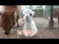 what’s the differences and similarities between llamas vs alpacas