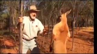 Kangaroo showing dominance