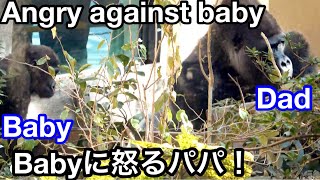 モモタロウ怒る！キンちゃん、それパパのエサだから🌸Momotaro got a bit angry.Kintaro!It’s dad's food【KyotoZoo京都市動物園】2021/12/27