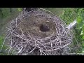 xcel energy fort st. vrain bald eagles raccoon snatches eaglet