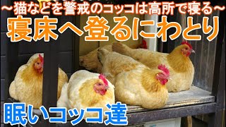 寝床へ登るニワトリ～猫などの外敵を警戒する名古屋コーチン雌鶏は高所で寝る～