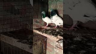 Kasuri breeding pair #shorts