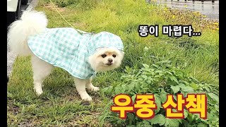 실외배변만 고집하는 우리집 강아지, 장마철 산책 어떻게 해야 하죠?_민수의하루22