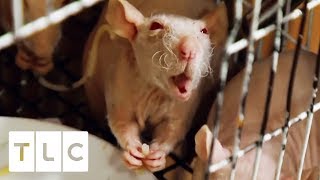 "The Rat Lady" Lives With Over 50 Hairless Rats! | My Strange Addiction