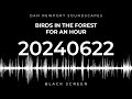 20240622 - Birds in the forest for an hour - Soundscape by Dan Newport