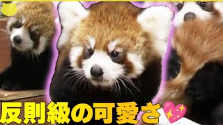 【レッサーパンダの赤ちゃん】生後約2か月  一般公開を前にお披露目  熊本市