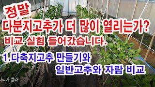 정말 다분지 고추가 더 많이 열리는가? 실험에 들어갔습니다. 1. 다축지고추 만들기와 일반고추와의 자람 특성 비교(고추 다수확 방법, 고추 많이 열리는 방법, 다분지고추 열림비교