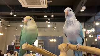 Unique Parrot Bird Cafe In South Korea | 잔디네 앵무새 카페 | 이색카페체험 키즈카페 아이와 함께하는 동물 먹이주기 체험 | 김해 데이트코스 핫플