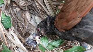 Feeding time:watch these baby birds eat.