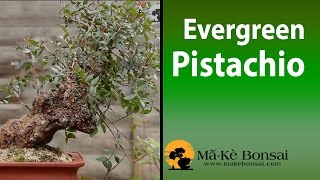 82) Green Pistacia Bonsai Pistacia lentiscus Mediterranean Bonsai Trees for Beginners