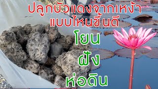 Easy way to grow red lotus ปลูกบัวแดงแบบไหนขึ้นดีสุด โยน vs ฝัง vs ห่อดิน