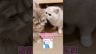 猫咪是逻辑思维鬼才  #猫咪的迷惑行为