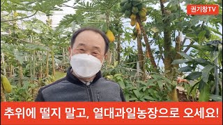 추위에 떨지 말고, 열대과일농장으로 오세요!ㅣ안동의 모든 것!ㅣ안동을 보는 창!ㅣ권기창TV