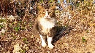 岬の公園で柵の向こうにいた野良猫がモフられに出てきた