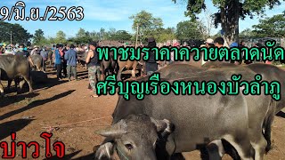 บ่าวโจ // พาชมราคาควายตลาดนัดศรีบุญเรือง จังหวัดหนองบัวลำภู