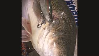Livescope Cast2catch Murray cod