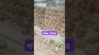 গরুর গোবর গ্রামে যেভাবে রাখা হয় #foryou #comedy #funny #fun #viral #shorts #bestshorts