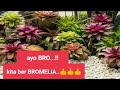 Memperbanyak Bromelia Red, Mudah di Jamin Anti Gagal (100% Berhasil ) - Tips & Trick