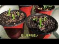 种子育苗黃色火龙果（二），它们终于出苗了seed breeding yellow dragon fruit dragonfruit yellowdragonfruit 黄色火龙果