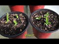 种子育苗黃色火龙果（二），它们终于出苗了seed breeding yellow dragon fruit dragonfruit yellowdragonfruit 黄色火龙果