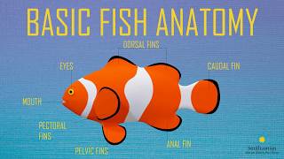 Fish Anatomy