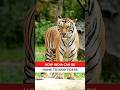 How India can be home to 5000 tigers