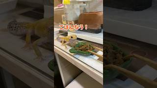 人工餌を食べるレオパ🍚✨️ #shorts