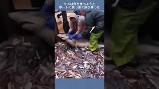 サメは魚を食べようとボートに真っ直ぐ飛び乗った